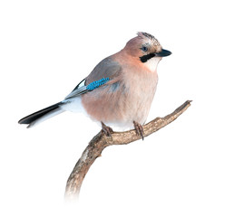 Eurasian jay on white