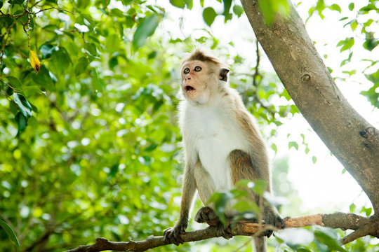 Surprised monkey siting on the tree