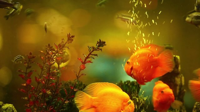 bright tropical fish underwater close to