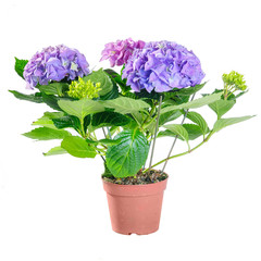 The purple hydrangea in a pot