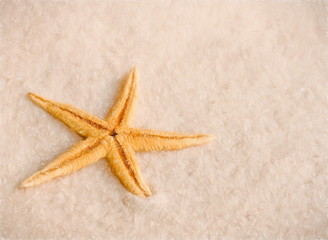 Fototapeta na wymiar starfish - illustration based on own photo image