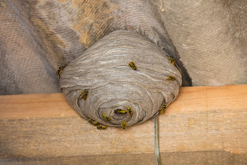 Obraz premium Wasp's nest below asbestos roof