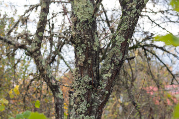 Obraz premium Autumn in Russian village