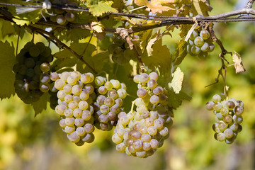 grapevines in vineyard, Czech Republic