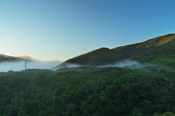 Fototapeta premium Morning in the forest