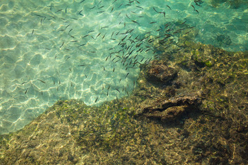 Naklejka na ściany i meble fish in transparent water