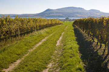Fototapeta na wymiar vineyard, Sonberk, Palava, Czech Republic