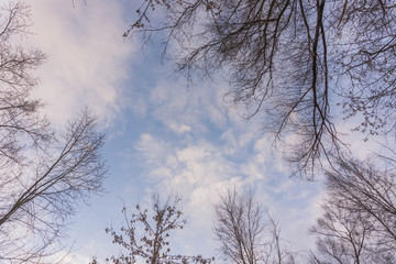 Leafless Tree Branches on Blue Sky