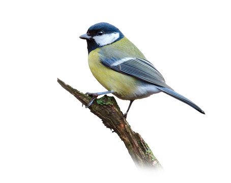 Great tit on white