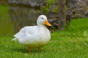 Naklejka na ściany i meble White duck staying in a meadow