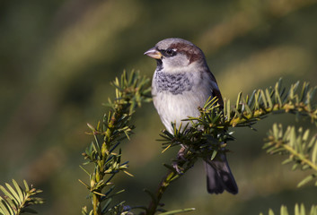 Tiny sparrow looking on the branch