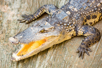 Dangerous crocodile open mouth in farm in Phuket, Thailand.