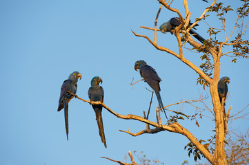 HYAZINTH ARAS im PANTANAL