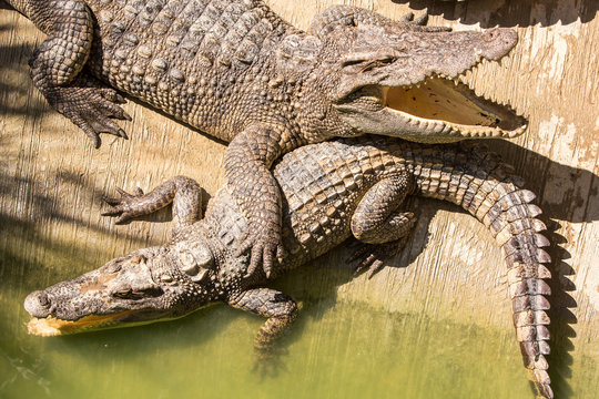 Crocodile farm in Phuket, Thailand. Dangerous alligator