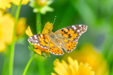 Beautiful butterfly on the bright yellow flower