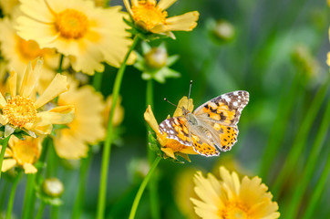 Beautiful butterfly on the bright yellow flower