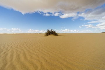Shrub in the desert