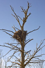 Empty stork nest
