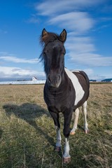 Fototapeta premium Islandpferd