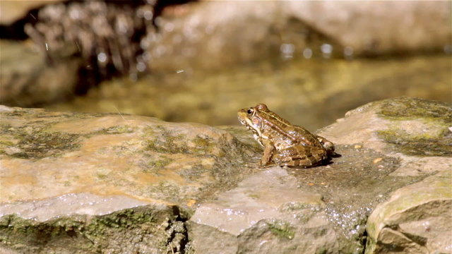 Common frog, sitting in garden pond edge