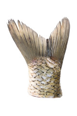 Fish tail