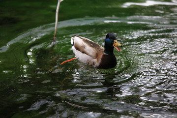 Ente im Wasser