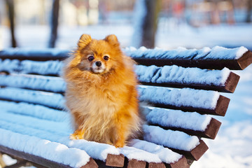 pomeranian spitz dog portrait in winter - obrazy, fototapety, plakaty