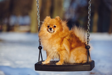 beautiful spitz dog on a swing