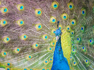 Obraz premium Peacock 3