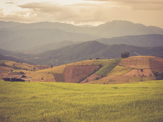 Fototapeta na wymiar Rice terrace in Asia