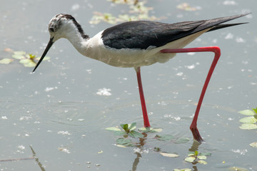 Black-winged stilt