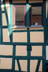 cat in an old house with old front