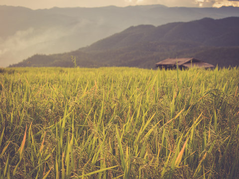 Rice terrace in Asia