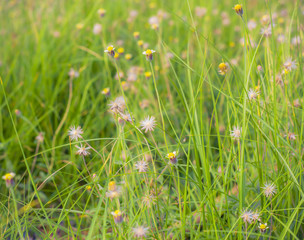 Flowers and Grass