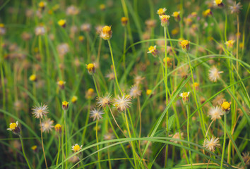 Flowers and Grass