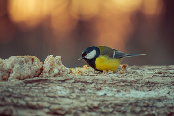 birds