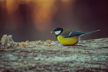 birds