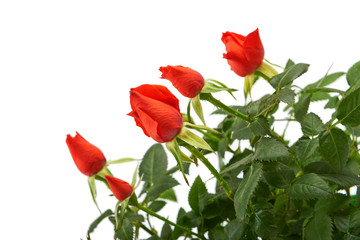 Flowers red rose isolated on a white background