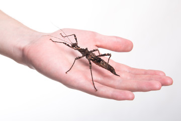 Phasmatodea - stick insect on human hand
