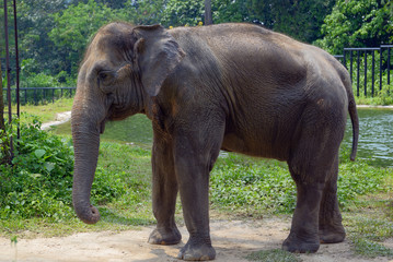 Fototapeta na wymiar Indian elephant