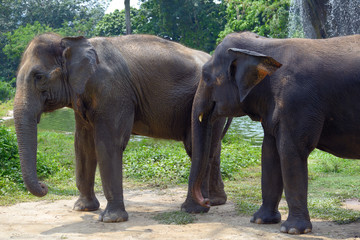 Fototapeta na wymiar Two Indian elephant