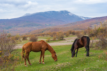 Fototapeta na wymiar Two horses grazing in autumnal mountains