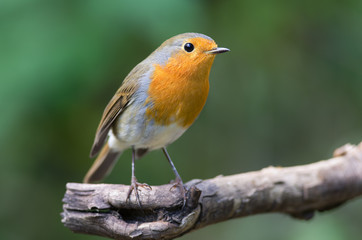 Robin