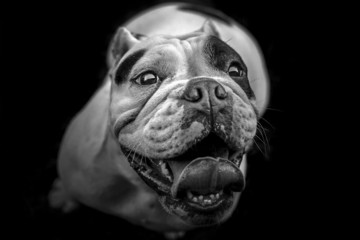 English Bulldog looking up