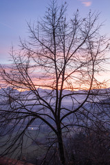 albero al tramonto 2