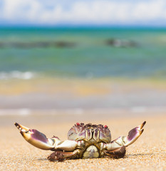 Seafood Posing Alien Creature