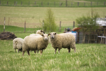 Two sheep