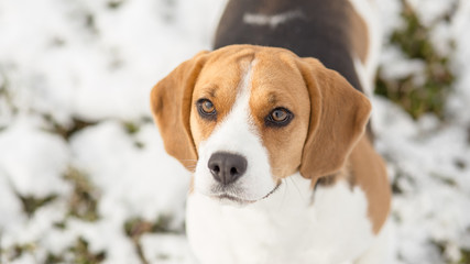 Cute beagle dog looking up