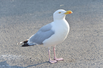 Seagull