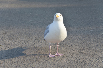 Seagull